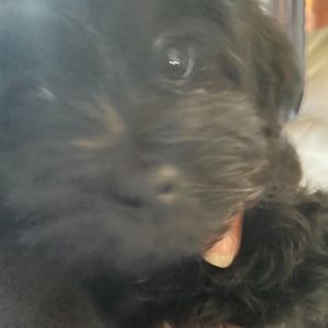 Meet your Posher, Suzette